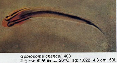Gobiosoma chancei